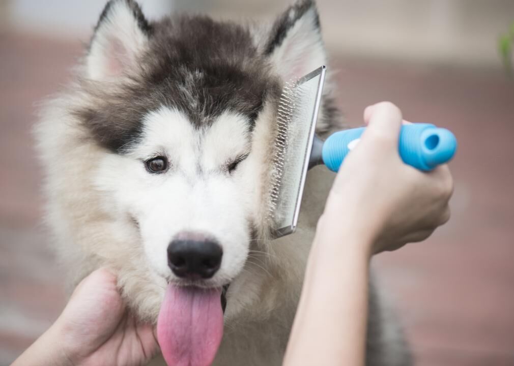 Stimulate natural oils for a healthy coat